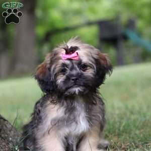 Sophia, Lhasa Apso Puppy